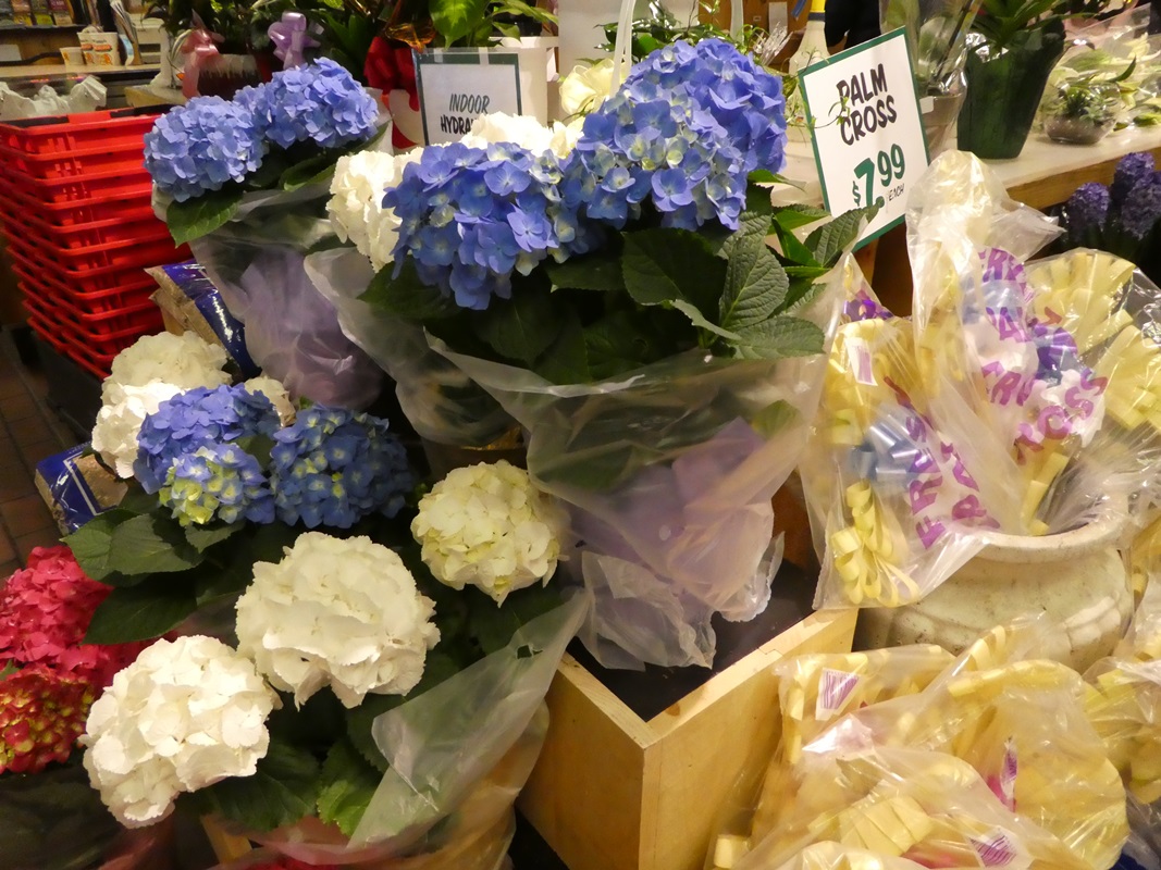 DRYING/PRESERVING HYDRANGEA FLOWERS - Lorraine Ballato