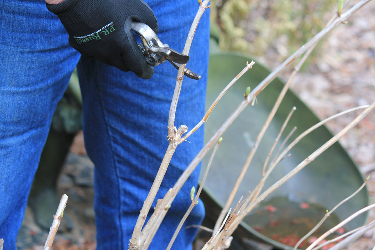 Get Ready For Hydrangea Pruning - Lorraine Ballato