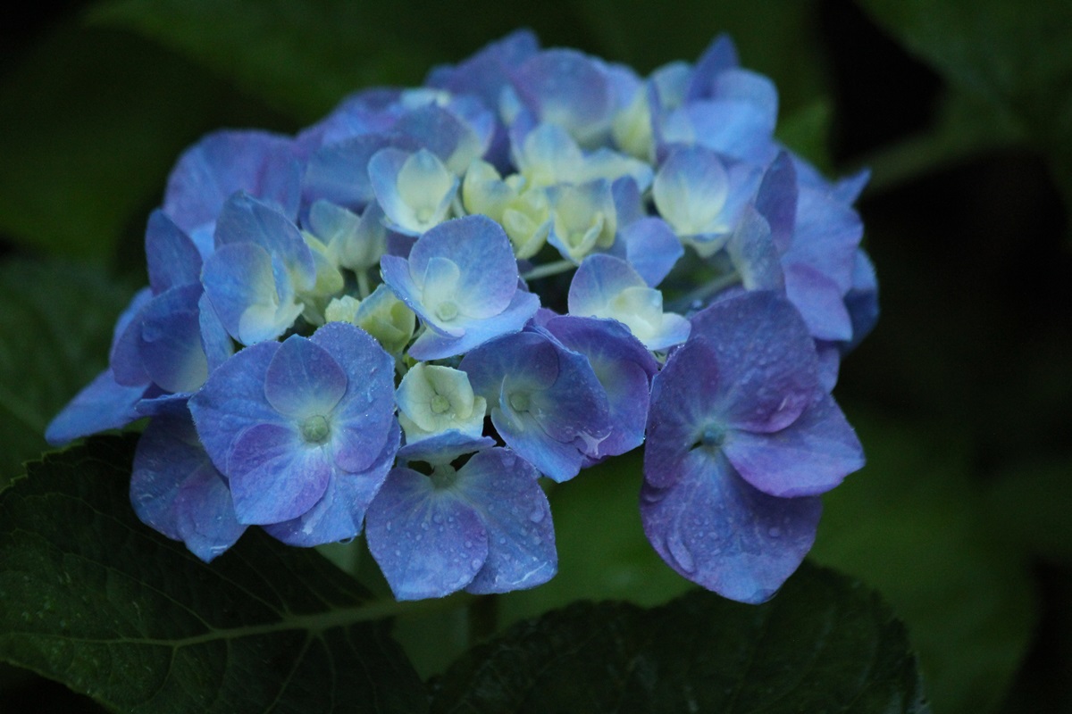 HYDRANGEAS: WHAT KIND DO YOU HAVE - Lorraine Ballato