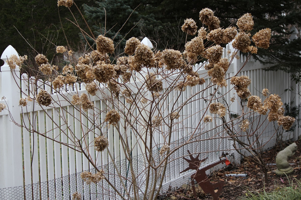 Hydrangea Pruning 'Annabelle' and 'Limelight' Lorraine Ballato