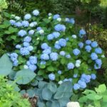 Big Leaf Hydrangea in Full Bloom