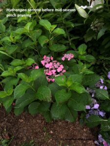 Hydrangea serrata before mid-season pruning