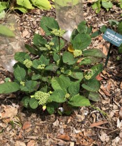 Newly planted hydrangea set up with watering cone.