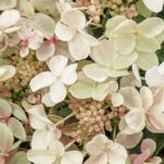 Photo of hydrangea paniculata 'Early Evolution'