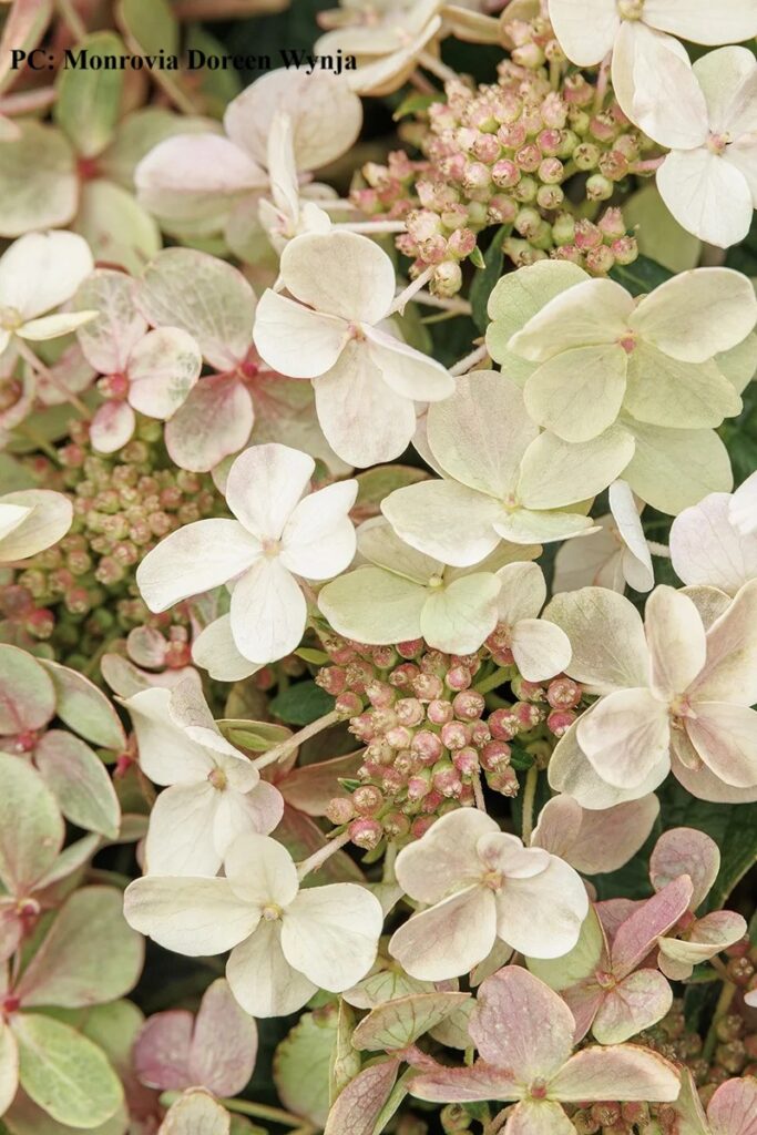 Photo of hydrangea paniculata 'Early Evolution'